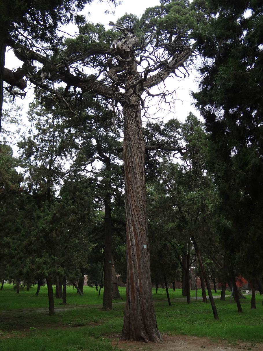 山东曲阜孔庙（照片张） - zhaoyuan0622 - 我的博客