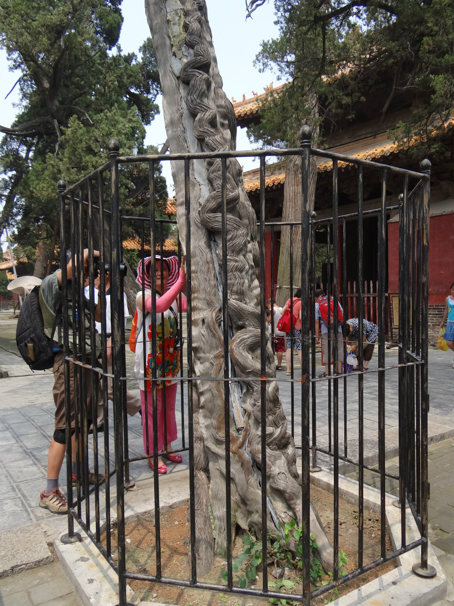 山东曲阜孔庙（照片张） - zhaoyuan0622 - 我的博客