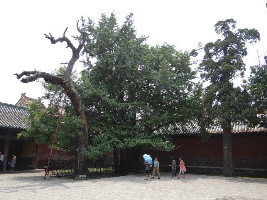 山东曲阜孔庙（下）（照片72张） - zhaoyuan0622 - 我的博客