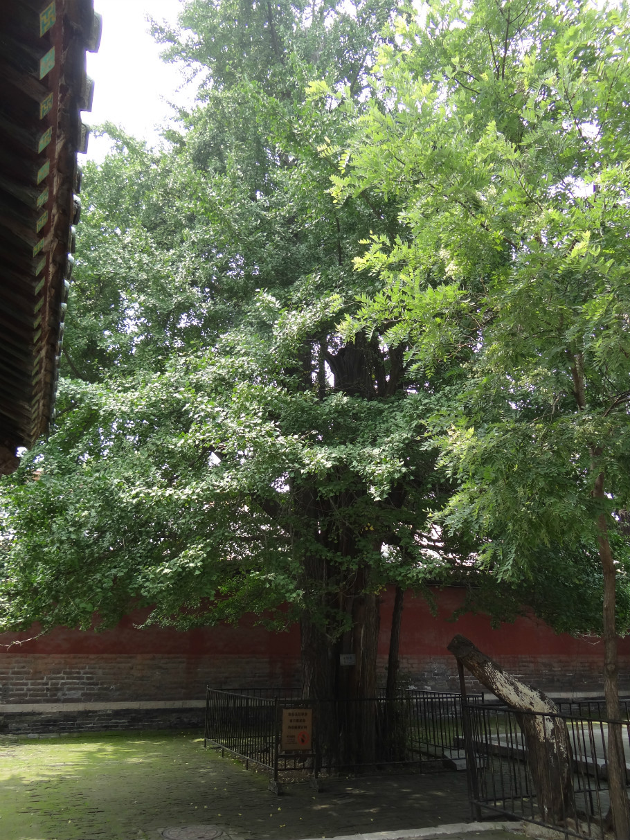 山东曲阜孔庙（下）（照片72张） - zhaoyuan0622 - 我的博客