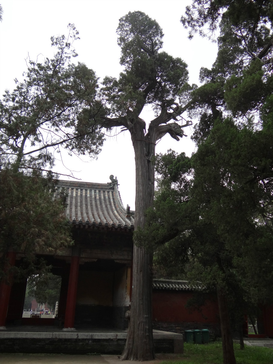 山东曲阜孔庙（照片张） - zhaoyuan0622 - 我的博客