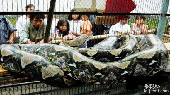 现存世界上最大的蟒蛇有多大？