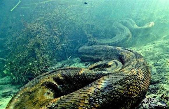 现存世界上最大的蟒蛇有多大？