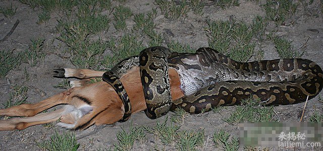 现存世界上最大的蟒蛇有多大？