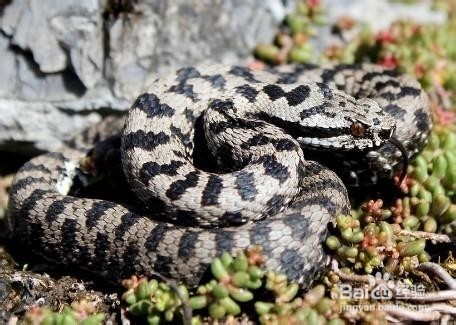 怎么辨别有毒和无毒蛇？