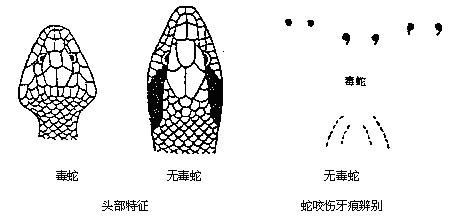 怎么辨别有毒和无毒蛇？