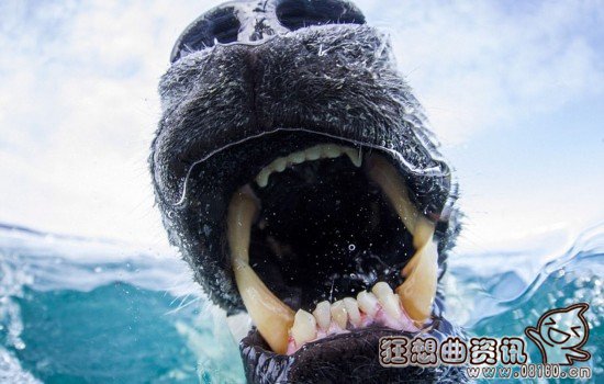 北极熊向人要食物，盘点北极熊的那些事