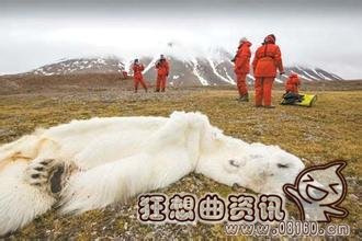 北极熊向人要食物，盘点北极熊的那些事