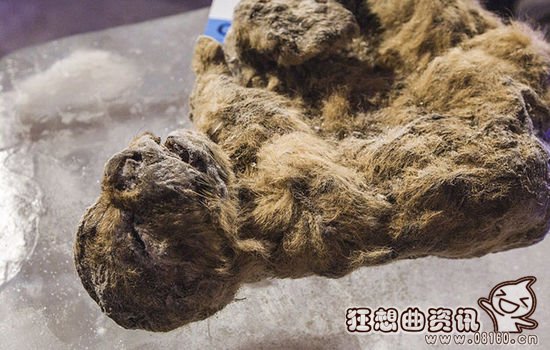 西伯利亚现万年冻狮，揭秘万年前狮子冻尸