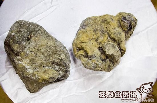 西伯利亚现万年冻狮，揭秘万年前狮子冻尸