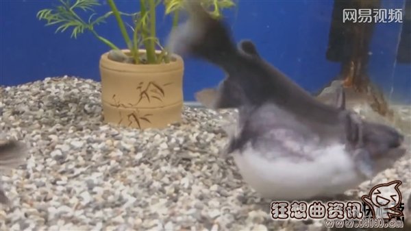 吓晕宝宝！鲶鱼吞食和自己差不多大的鱼