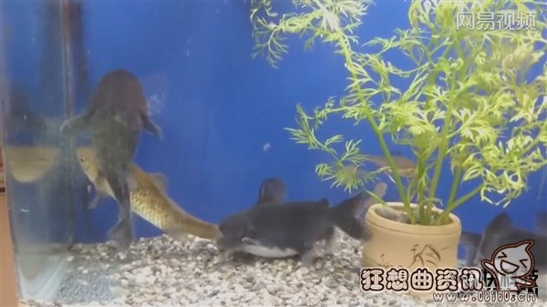 吓晕宝宝！鲶鱼吞食和自己差不多大的鱼