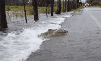 鲑鱼为返乡产子逆流横穿马路 路上只能活10分钟（视频）