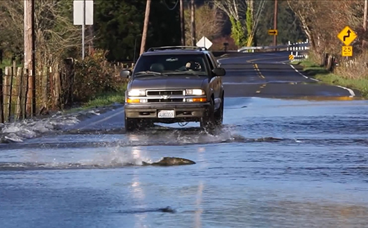 奔跑吧，鲑鱼妈妈！