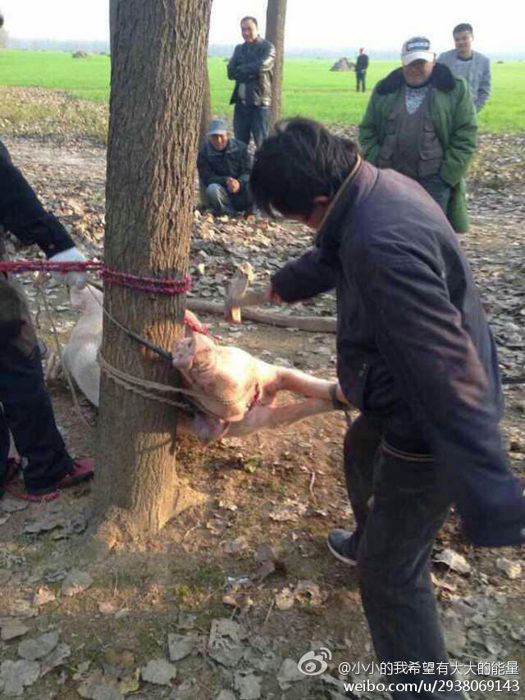 江苏2岁男童被猪咬死