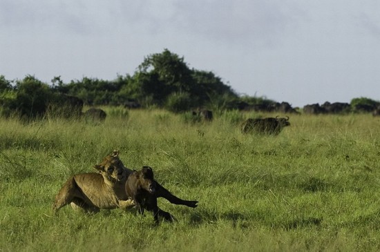 非洲狮子与野牛大战实拍，动物界中的战斗小能手。