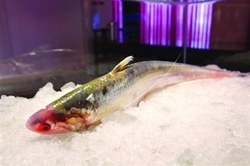 历史上重量最大的长江刀鱼，长江刀鱼为什么会如此贵？