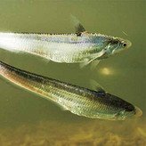 历史上重量最大的长江刀鱼，长江刀鱼为什么会如此贵？