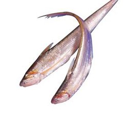 历史上重量最大的长江刀鱼，长江刀鱼为什么会如此贵？