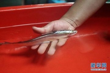 历史上重量最大的长江刀鱼，长江刀鱼为什么会如此贵？