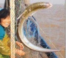 历史上重量最大的长江刀鱼，长江刀鱼为什么会如此贵？