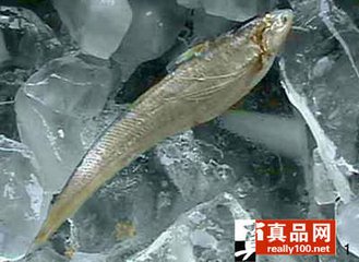 历史上重量最大的长江刀鱼，长江刀鱼为什么会如此贵？