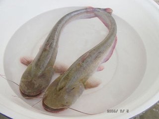 历史上重量最大的长江刀鱼，长江刀鱼为什么会如此贵？