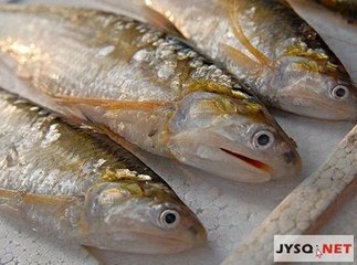 历史上重量最大的长江刀鱼，长江刀鱼为什么会如此贵？