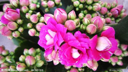 海棠花与其他花的详细区别，海棠花有什么寓意和象征