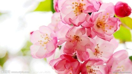 海棠花与其他花的详细区别，海棠花有什么寓意和象征