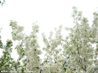 海棠花与其他花的详细区别，海棠花有什么寓意和象征