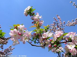 海棠花与其他花的详细区别，海棠花有什么寓意和象征