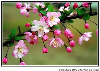 海棠花与其他花的详细区别，海棠花有什么寓意和象征