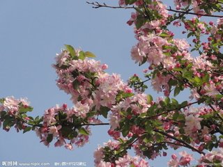 海棠花与其他花的详细区别，海棠花有什么寓意和象征
