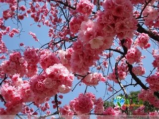 海棠花与其他花的详细区别，海棠花有什么寓意和象征