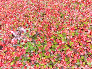 海棠花与其他花的详细区别，海棠花有什么寓意和象征