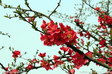海棠花与其他花的详细区别，海棠花有什么寓意和象征