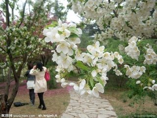 海棠花与其他花的详细区别，海棠花有什么寓意和象征
