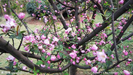 海棠花与其他花的详细区别，海棠花有什么寓意和象征