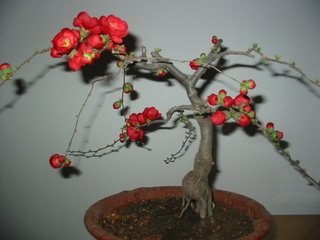 海棠花与其他花的详细区别，海棠花有什么寓意和象征