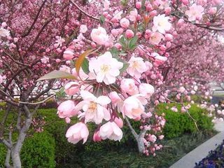 海棠花与其他花的详细区别，海棠花有什么寓意和象征