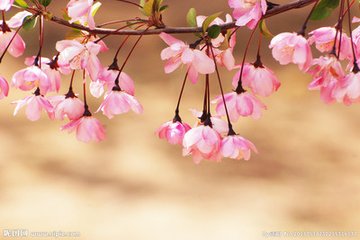 海棠花与其他花的详细区别，海棠花有什么寓意和象征