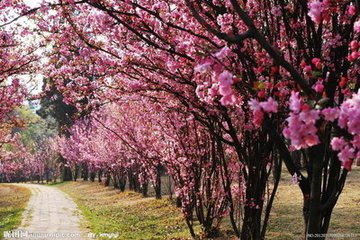海棠花与其他花的详细区别，海棠花有什么寓意和象征
