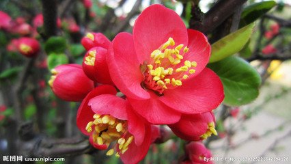 海棠花与其他花的详细区别，海棠花有什么寓意和象征