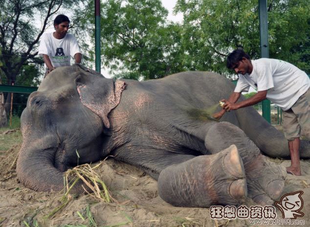 大象被困了50年后获救流泪，大象有什么寓意