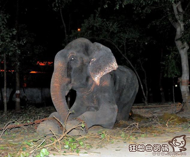 大象被困了50年后获救流泪，大象有什么寓意