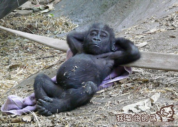 大猩猩和花豹pk的视频，揭秘大猩猩的寿命有多长