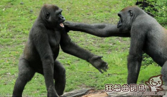 大猩猩和花豹pk的视频，揭秘大猩猩的寿命有多长