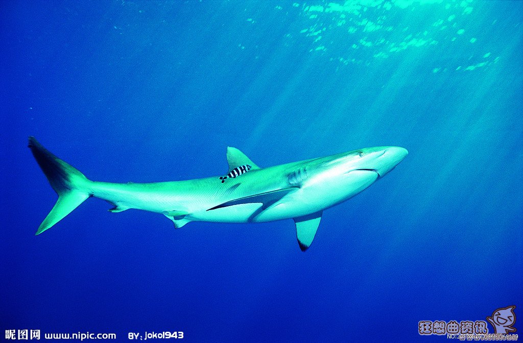 巨型鱿鱼尸体被大鲨鱼吞噬图片，鲨鱼是不是属于鱼类