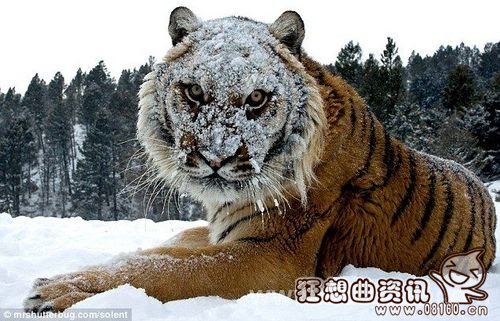 美洲豹当场咬死鳄鱼视频，美洲豹和老虎谁更厉害